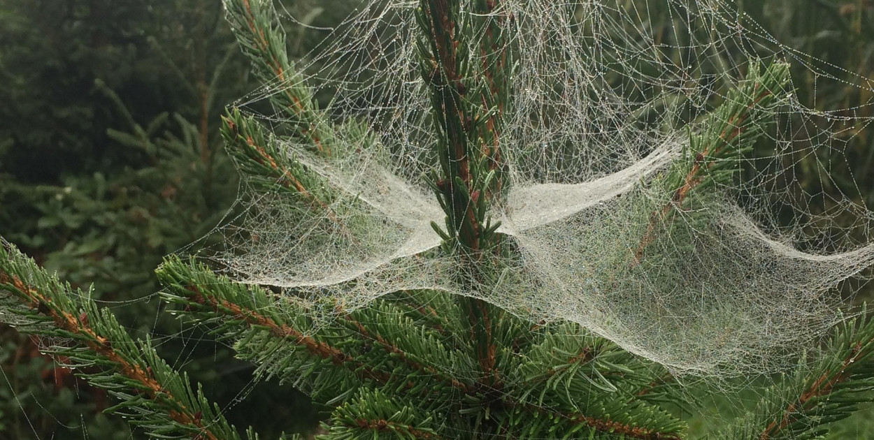 Obraz ElineTibboel z Pixabay